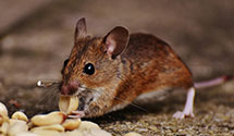24 Hour & Emergency Exterminators in Beaufort, NC